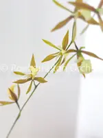 E. nematocaulon — Blooming size