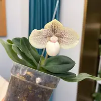 Paphiopedilum leucochilum × hangianum