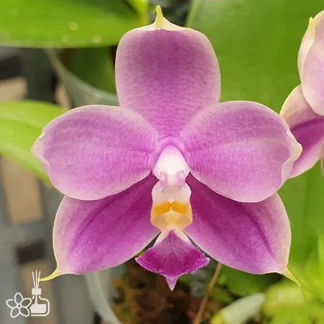 Phalaenopsis Yaphon All Friends '795'