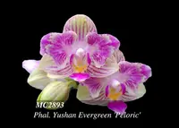 Phal Yushan Evergreen 'Peloric , Note : compact / in short spike as 1/27/2025 ' (Sogo Vivien x Chang Maw Evergreen )
