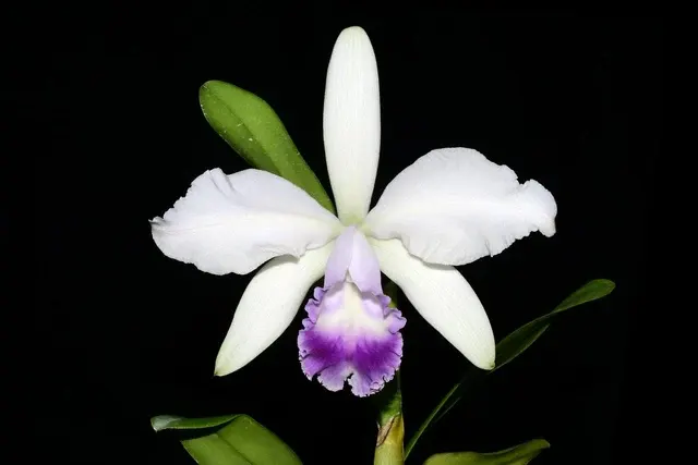 Cattleya Enchantress F. Coerulea (Cattleya)
