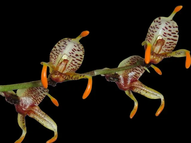 Masdevallia pachyura caudas orange (Masdevallia)