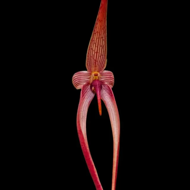 Bulbophyllum Grace Thoms