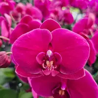 Phalaenopsis Orchid PHALA4028 Mature Plant - With Bud/Flower