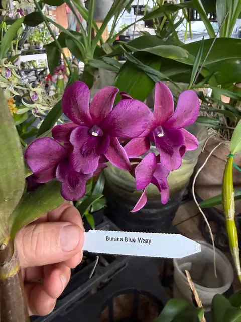 Dendrobium Blue Waxy Orchid (Dendrobium)
