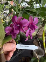 Dendrobium Burana Blue Waxy hybrid orchid — Not Currently In Bloom or Spike