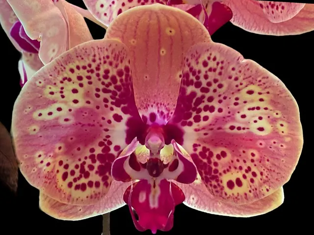 Phalaenopsis GC Reyoung Peach