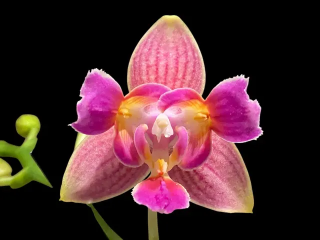 Phalaenopsis I-Hsin Golden Tangerine Ice