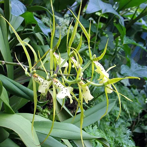 Brassia verrucosa (Brassia)