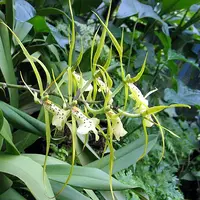 Brs. verrucosa — C (Near flowering - spike poss. in 6-18 mths)
