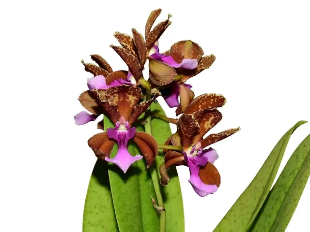 Trichocentrum lanceanum (Trichocentrum)