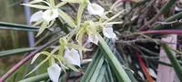 Cattleya Orchid Plant - 4" Pot - Brassavola subulifolia - Fragrant Blooms - Mature Near-Blooming Size - Exotic Houseplant