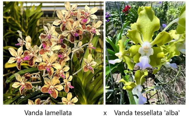 Vanda lamellata x tessellata 'alba'