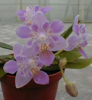 Phalaenopsis equestris 'dreilippig'