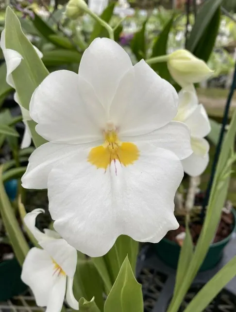Miltoniopsis Pacific Clouds (Miltoniopsis)