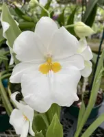 Orchid Miltoniopsis Pacific Clouds Orchid Fragrant Live Plant