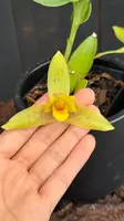 Lycaste Powellii x Lycaste Cruenta (The Golden Spice Lycaste)
