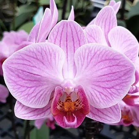 Phalaenopsis Miki Pink Rabbit '174'