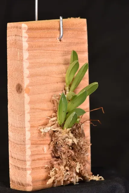 Pleurothallis saracenae