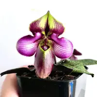 Paphiopedilum rungsuriyanum
