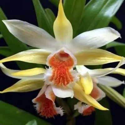 Dendrobium cariniferum sp (Dendrobium)