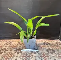Guarechea Miva Etille Noire(gur. bowingiana x psh. cochieata)