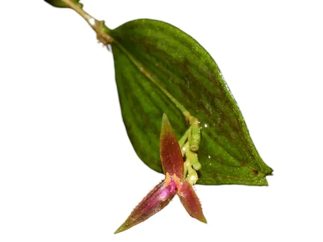 Lepanthes equus-frisiae (Lepanthes)
