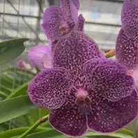 Vanda Orchid Oranooch Mature - Ready To Flower
