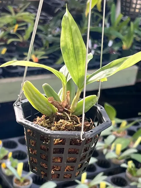 Coelogyne fuscescens (Coelogyne)