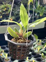 Coelogyne fuscescens