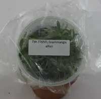 FLASK Grammangis ellisii