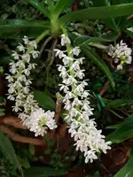 In Spike, Fragrant miniature, Tuberolabium kotoense, Shipping Included