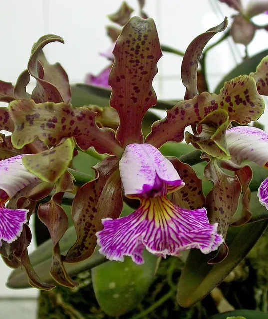Cattleya schilleriana x sib (Cattleya)
