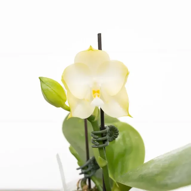 Phalaenopsis Yaphon Love Song 'Miro' (Phalaenopsis)
