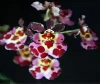 Individual Mini Orchid - Tolumnia - Cartoon