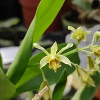 Dendrobium delacourii