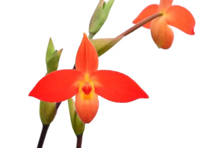 Phragmipedium besseae var. dalessandroi