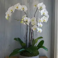 Orchid Bowl