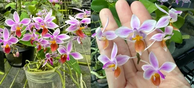 Phalaenopsis equestris (Phalaenopsis)