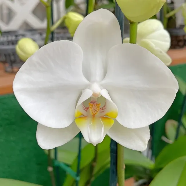 Phalaenopsis Tigerhill (Phalaenopsis)