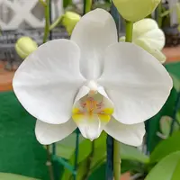 Phal. Tigerhill — Double Spike