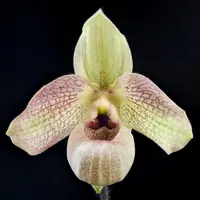 Paph. Wossner Butterfly (malipoense X vietnamese)-BS