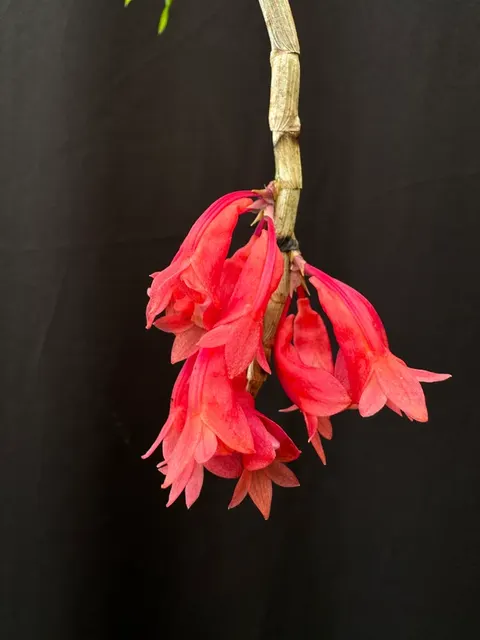 Dendrobium lawesii x sib