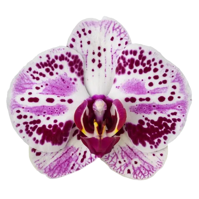 Phalaenopsis Euphorion