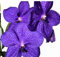 Vanda Pachara Delight