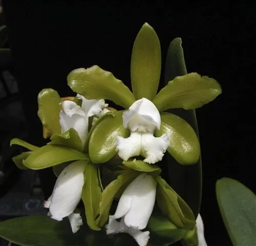 Cattleya leopoldii var alba 'Green'