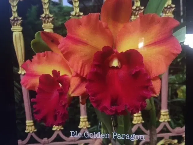 Rhyncholaeliocattleya Golden Paragon