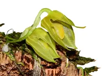 Masdevallia platyglossa