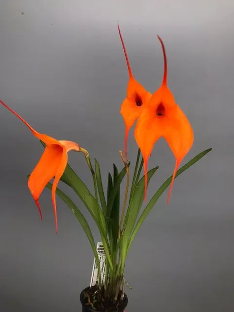Masdevallia veitchiana 'Hybride 4N'