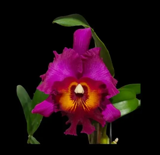 Rhyncholaeliocattleya Myanmar Sunset (Rhyncholaeliocattleya)